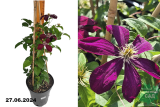 Клематис крупноцветковый Вестерплатте (Clematis florida Westerplatte) С3