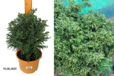 Кипарисовик тупой Ликоподиоидес (Chamaecyparis lawsoniana Lycopodioides) С3 Аг
