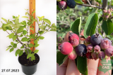Ирга канадская Ламарка (Amelanchier Lamarckii) С3