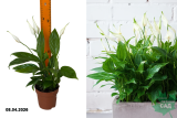 Спатифиллум Алана (Spathiphyllum Alana) Р12