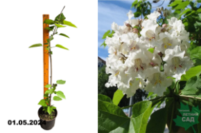 Катальпа бигнониевидная (Catalpa Bignoniaceae) С3