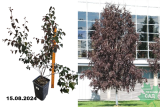 Береза повислая Роял Фрост (Betula pendula Royal Frost) C7,5