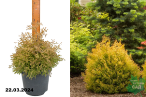 Туя западная Рейнгольд (Thuja occidentalis Rheingold) С3
