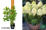 Гортензия метельчатая Лаймлайт (Hydrangea paniculata Limelight) Р9