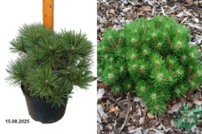 сосна черная нана