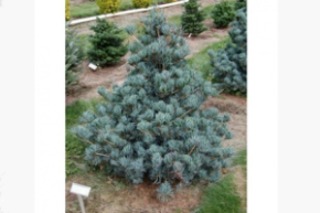 Сосна мелкоцветковая Негиши