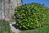 Лавровишня гибридная Гринторч (Prunus laurocerasus Greentorch) С2