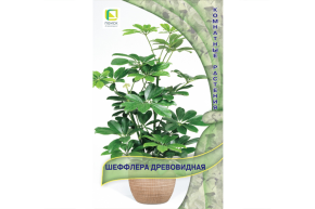 Шеффлера древовидная (5 шт) (Поиск)