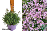 Гипсофила ползучая  Кнюддель (Gypsophila repens Knuddel) С2 лс