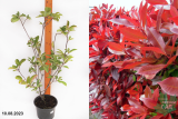 Фотиния Фрезера Ред Робин (Photinia fraseri Red Robin) С3