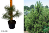Сосна чёрная австрийская (Pinus nigra / nigra var. austriaca) С2