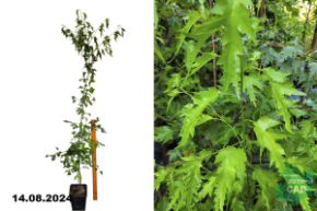 Береза повислая Лациниата С7,5