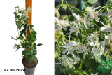 Клематис Прямой (Clematis recta) С3