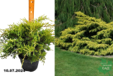 Можжевельник средний Олд Голд (Juniperus media Old Gold) С5 д