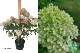 Гортензия метельчатая Пансана (Hydrangea paniculata Pansana) С3