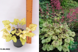 Гейхера Циркус (Heuchera Circus) С1,5