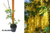 Бобовник Ватерера Восси (Laburnum watereri Vossii) С3