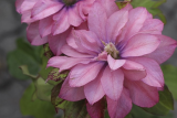 Клематис крупноцветковый Пинк Пешн (Clematis flowered Pink Passion) Р7