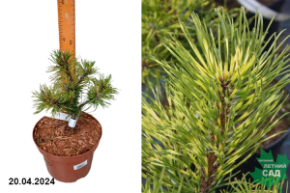 Сосна горная Саншайн1