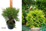 Туя западная Глобоза Ауреа (Thuja occidentalis Globosa Aurea) С3х