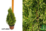 Туя западная Вайт Смарагд (Thuja occidentalis White Smaragd) С2