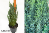 Кипарисовик Лавсона Элвуди (Chamaecyparis lawsoniana Ellwoodii) С5