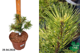 Сосна горная Саншайн (Pinus mugo Sunshine) С4