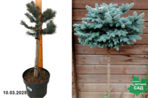 Picea pungens Glauca Globosa