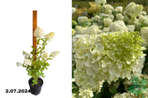 Гортензия метельчатая Диамантино (Hydrangea paniculata Diamantino) С3+