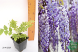 Глициния китайская (Wisteria sinensis) р9