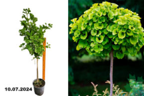 Гинкго билоба Марикен (Ginkgo biloba Mariken) (штамб 60-80 см) С7,5