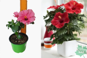 гибискус китайскиьй