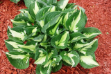 Хоста гибридная Вирлвинд (Hosta hybride Whirlwind)