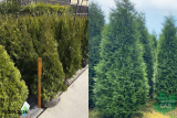 Туя западная Смарагд 100-120см (Thuja occidentalis Smaragd) ком Я