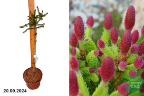 Ель обыкновенная Пуш (штамб 40-50 см) С41