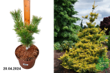 Сосна мелкоцветковая Голдилокс (Pinus parviflora Goldilocks) С5