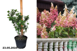 Гортензия метельчатая Кэндлайт (Hydrangea paniculata Candlelight) С7,5