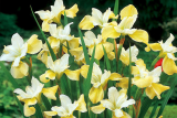 Ирис сибирский Саммер Ревелс (Iris siberica Summer Revels)