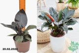 Филодендрон (Philodendron) Р15