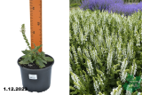 Шалфей дубравный Шнеехюгель (Salvia nemorosa Schneehugel) С1,5