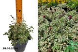 Кровохлёбка Литтл Энджел (Sanguisorba tenuifolia Little Angel) С1,5