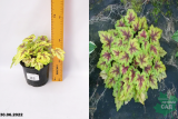Гейхерелла Голден Зебра (Heuchera Golden Zebra) С1,5