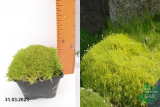 Мшанка шиловидная Ауреа (Sagina subulata Aurea) Р9