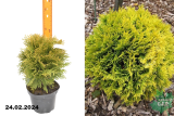 Туя западная Даника Ауреа (Thuja occidentalis Danica Aurea) С2
