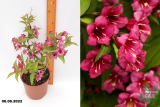 Вейгела цветущая Бристол Руби (Weigela florida Bristol Ruby) С2