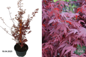 Acer pal. Skeeters Broom