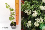 Гортензия плетистая (Hydrangea) Р9