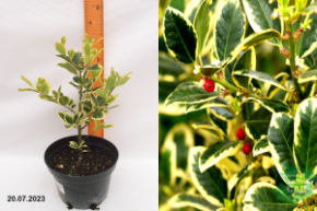 Падуб остролистный Голден Кинг