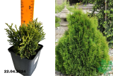 Туя западная Микки (Thuja occidentalis Miky) Р9
