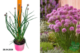 Лук декоративный (Аллиум) Поливерт (Allium schoenoprasum Polyvert) С2 Г